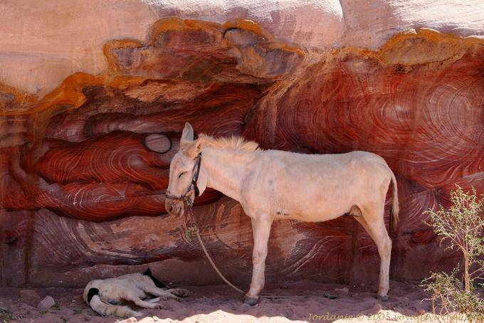 The donkey and the dog asleep in the shadow of the cliff, Petra Khubta - Jordan