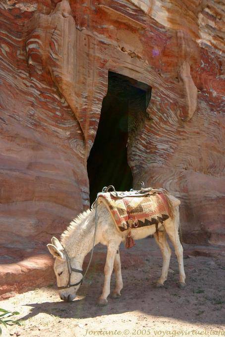 White mule in front of the entrance to a tomb, Petra Khubta - Jordan