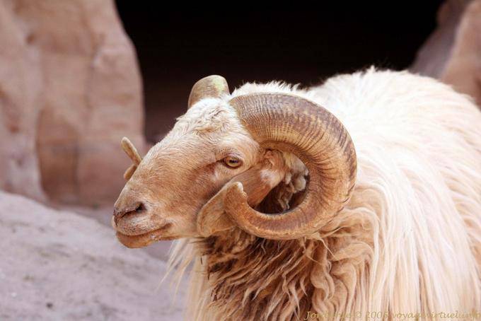 Goat walking through the gorges of Wadi Al-Farasa, Petra - Jordan