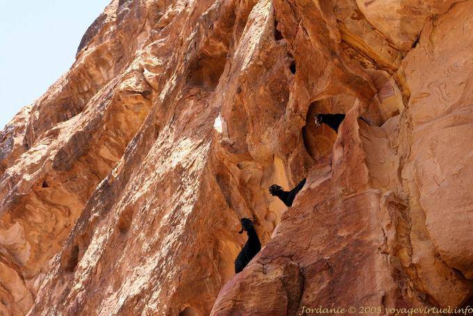 Goats acrobatics on the cliff of Wadi Al-Farasa, Petra - Jordan
