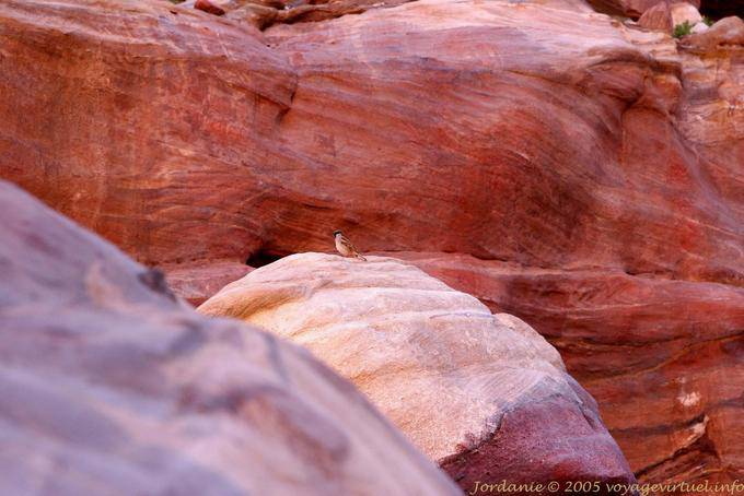 The little bird on the rock, Petra - Jordan