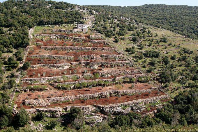Crop terraces around Umm Qays - Jordan