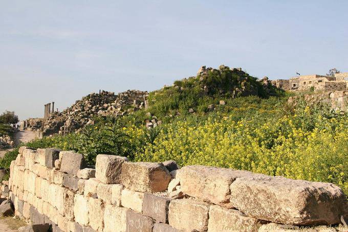 Flowers between the city of Umm Qays and the ancient Gadara - Jordan