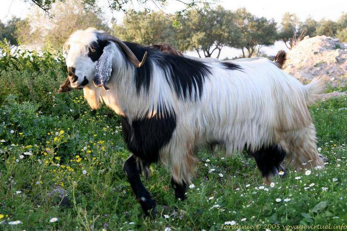 Goat in the lush grass, Umm Qays - Jordan