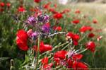 Thistle and poppies, Ma'in, Jordan.