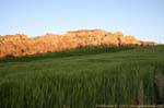 Very green grain field in the desert, Petra Around, Jordan.
