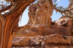 Tree skinned around the Deir, Petra, Jordan.