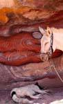 Nap in the shade of the dog and donkey under the cliff, Petra Khubta, Jordan.