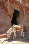 White mule in front of the entrance to a tomb, Petra Khubta, Jordan.