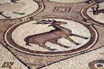 Deer, mosaic of the Byzantine church of Petra, Jordan.