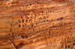 Rounded holes in the cliff, Petra Zib Attuf, Jordan.