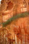 Vegetation hung in a fault of the cliff, Jebel al-Madhbah, Petra, Jordan.