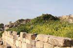 Flowers between the city of Umm Qays and the ancient Gadara, Jordan.