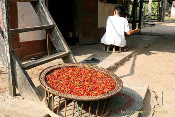 Peppers, Ban Xanhai, Lao