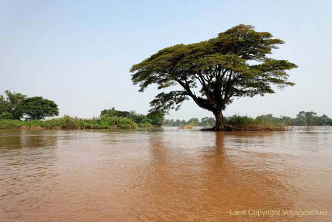 Tree in the middle of the river, Det Island, Lao