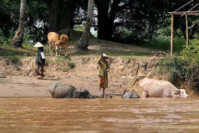 Buffaloes bathing, Det Island, Lao