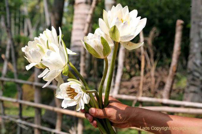 Bouquet of White Lotus Khone Island, Lao