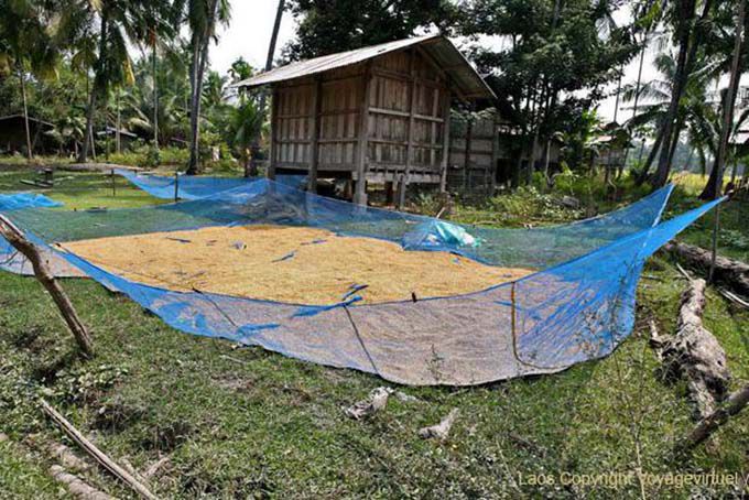 Drying rice, Khone Island, Lao