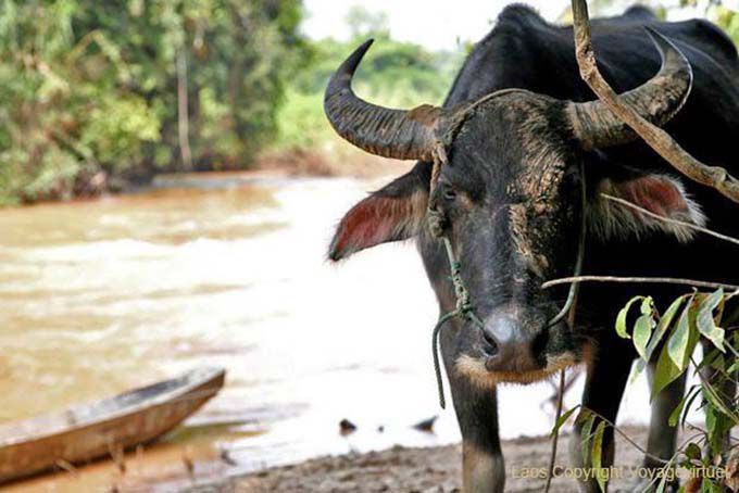 Buffalo near Khonggyai beach, Don Khon, Lao