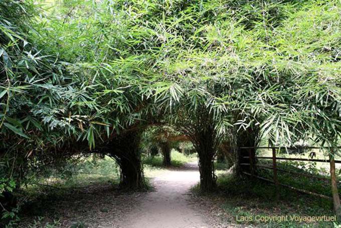 Vegetation on the way Mama Dam, Khone Island, Lao