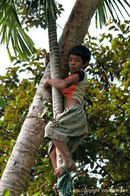 Perilous picking betel, Khone Island, Lao