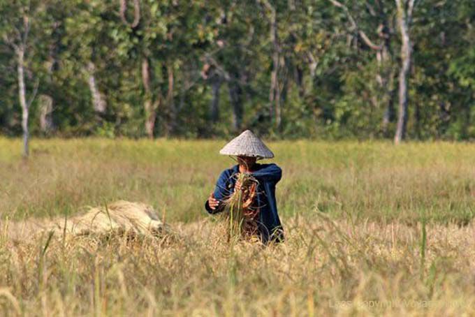Rice harvest in Ban Thakho, Lao