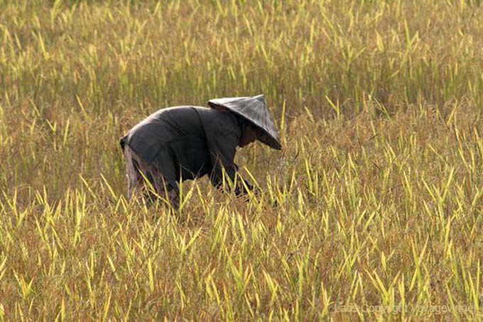 In paddy field, Ban Thakho, Lao