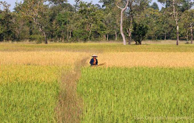 The tender to the mature Ban Thakho, Lao