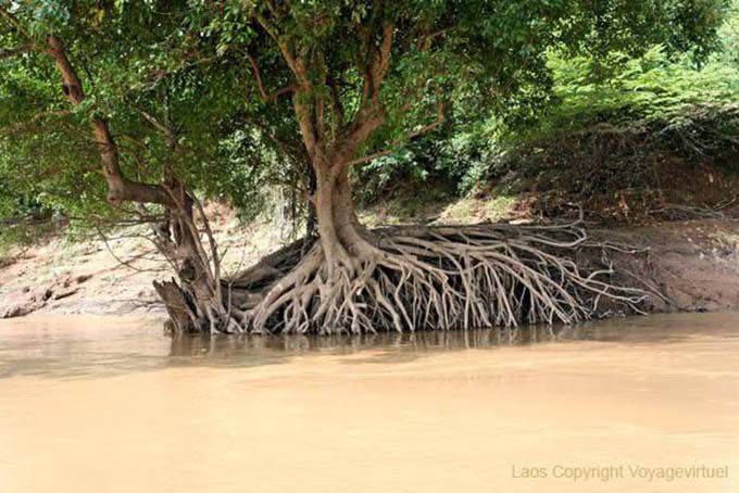 Root imbroglio along the Mekong River, Luang Prabang, Lao