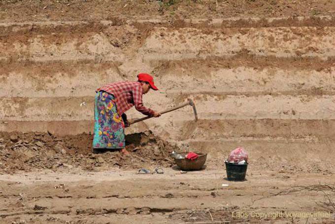 Terrace cultivation Luang Prabang Mekong, Lao