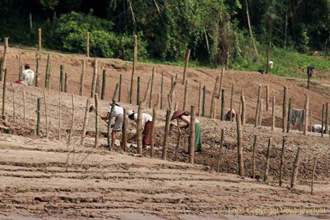 Cultivators full effort, Luang Prabang, Lao