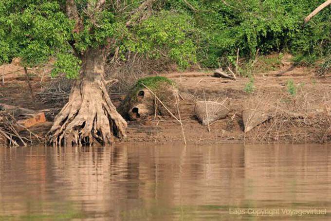 Landscape banks of the Mekong, South Laos, Lao
