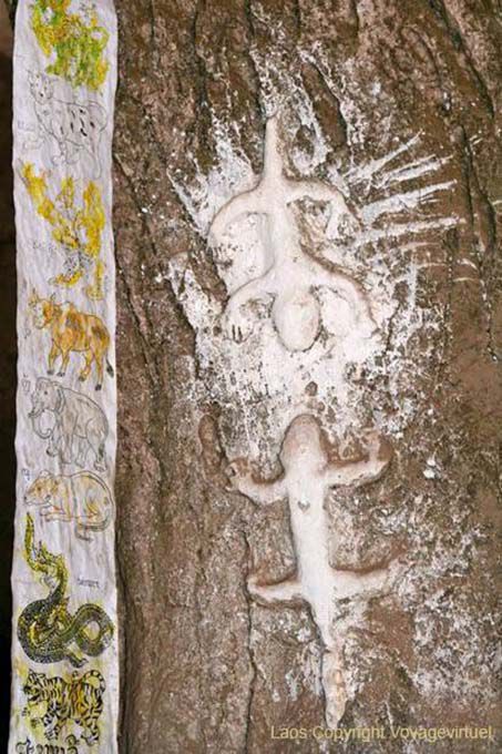 Salamanders, Cave Tham Phum, Pak Ou, Lao