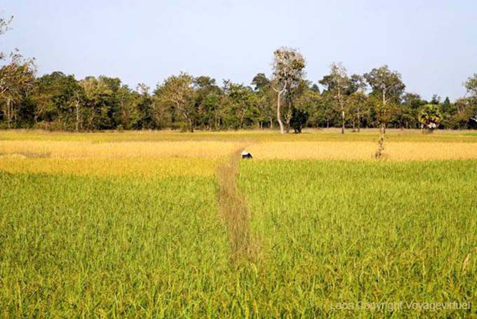 Colors rice southern Laos, Lao