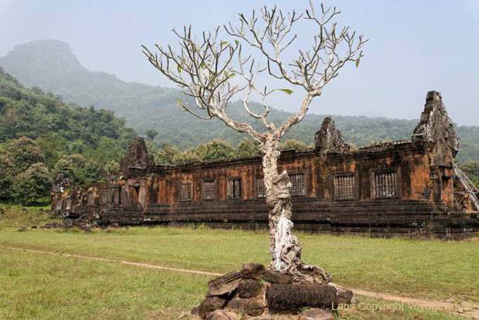 Frangipani at North Palace, Wat Phou, Lao