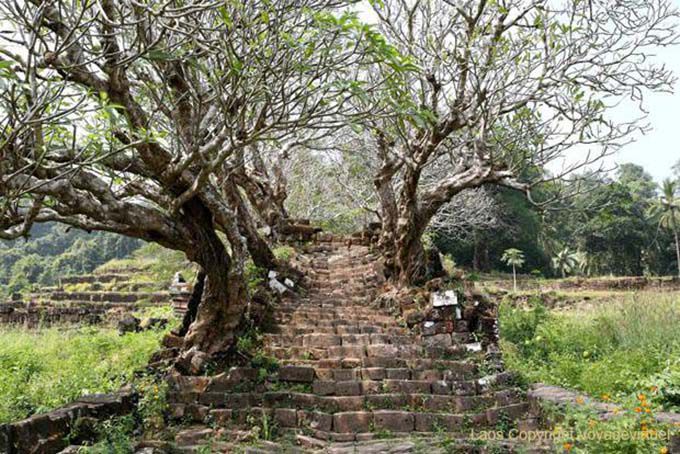 Staircase overgrown with frangipani, Wat Phou, Lao
