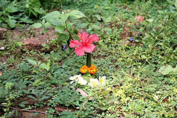 Offering flowers, Vat Phou, Lao