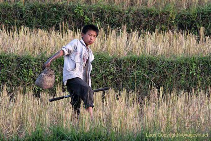 Child at picking crab rice fields, Xieng Khouang, Lao