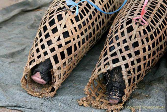 Packaged pigs, Xieng Khouang, Lao