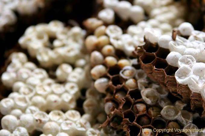 Hornet larvae to taste, Xieng Khouang, Lao