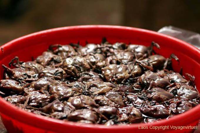 Swallows, traditional dish, Xieng Khouang, Lao