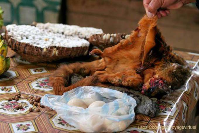 Flying squirrel offered to the market, Xieng Khouang, Lao