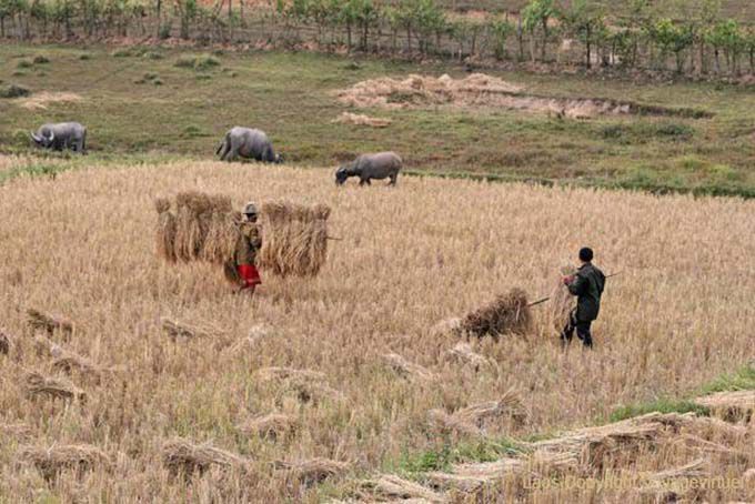 Hard work in the fields, Xieng Khouang, Lao