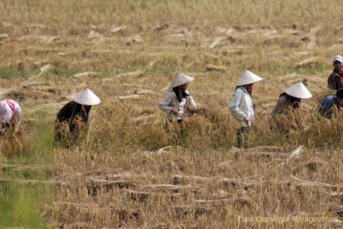 Hats farmers in the fields, Hmong, Xieng Khouang, Lao