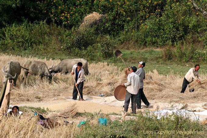 Farmers making harvest Hmong Xieng Khouang, Lao