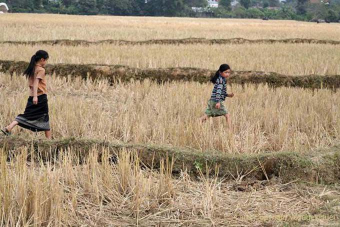 Girls in cut corn, Thai Dam, Xieng Khouang, Lao