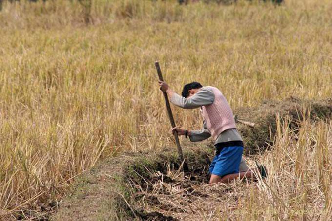 Search ricefield crabs, Thai Dam, Xieng Khouang, Lao