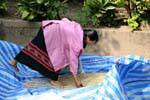 Sorting the rice crop Ban Xanhai, Lao.
