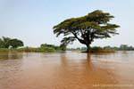 Tree in the middle of the river, Det Island, Lao.