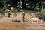 Buffaloes bathing, Det Island, Lao.